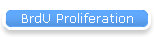 BrdU Proliferation